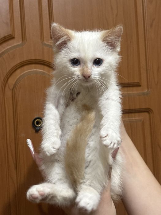 Кошеня дівчинка шукає сімʼю