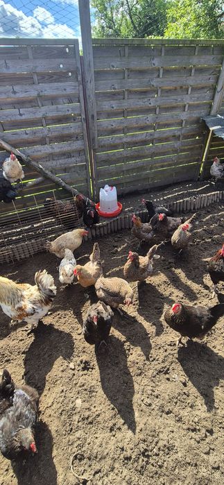 Sprzedam kury różnych ras typu Marans araukana wajandota