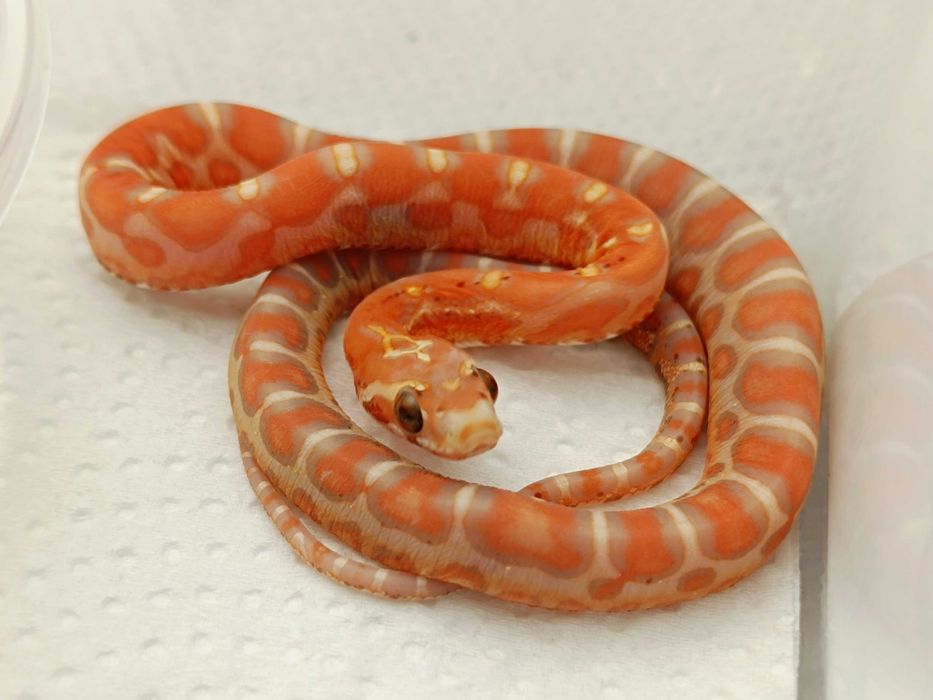 Wąż zbożowy / Odmiana: Ultra(mel) Scaleless poss Redfactor het motley, anery  / Samiec / ID:H3