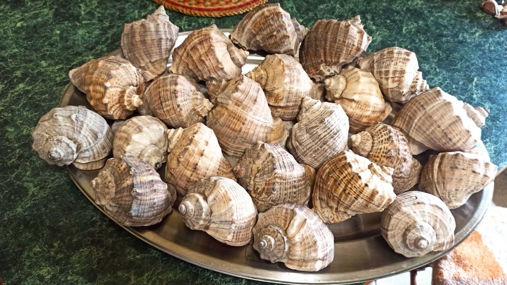 Морские ракушки рапана