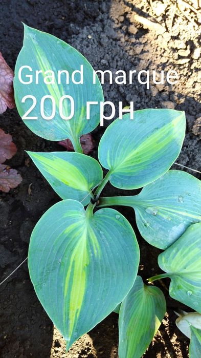 Хости  Grand marque,  Bobcat, blue cadet,