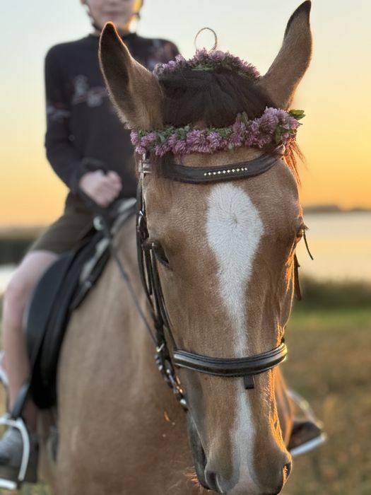 Оздоровча верхова їзда.