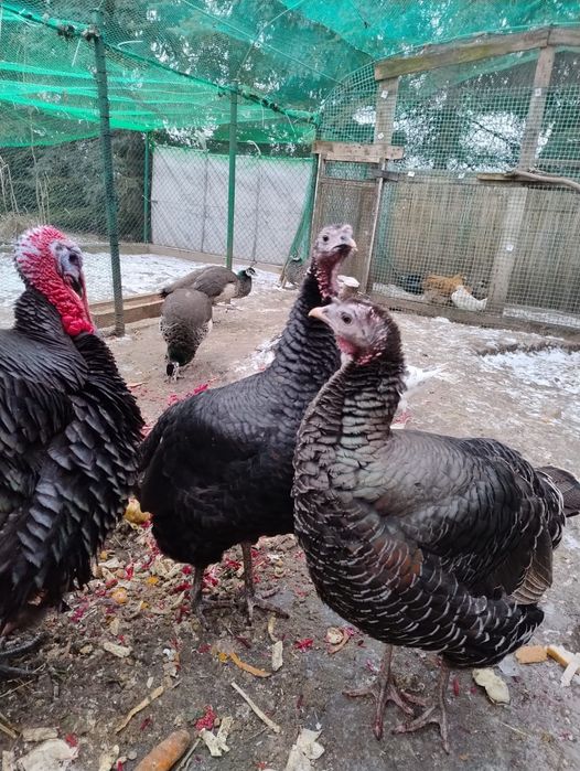 3 indyki staropolskie