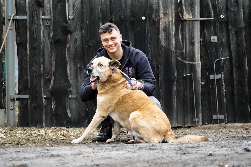 FLOP - super duży, starzy pies prosi o dom