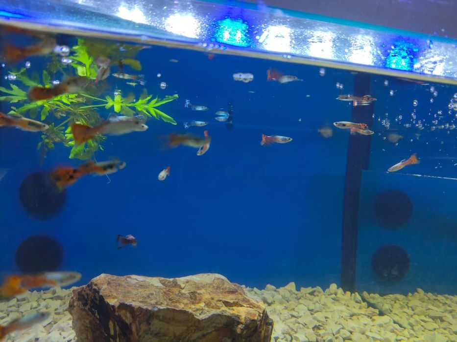 Guppys várias cores