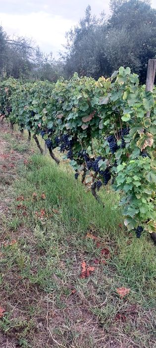 Vende uvas jaen.