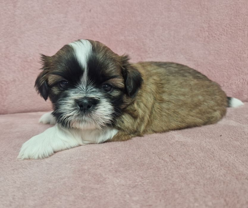 Rezerwacja piesek Shih-Tzu