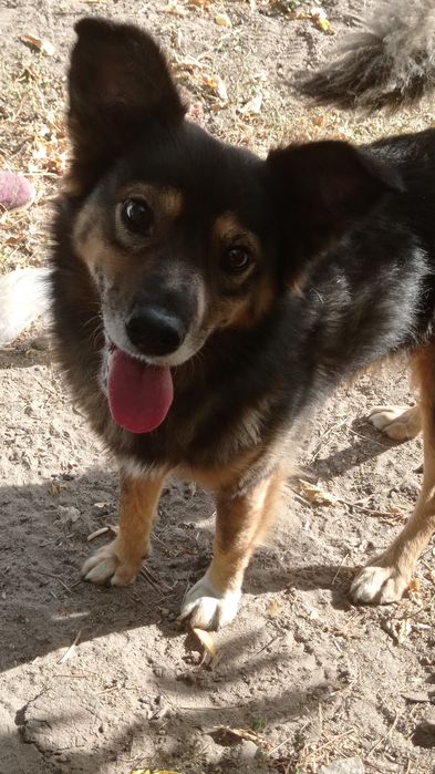 Барсік у пошуку родини