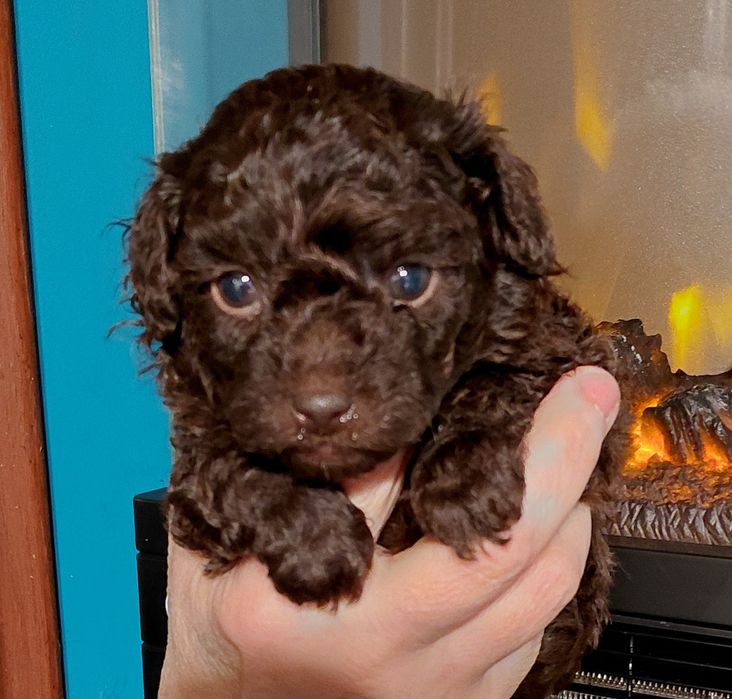 Pudel toy -piesek czekoladowy