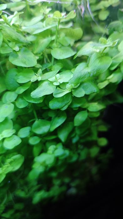 Bacopa australis