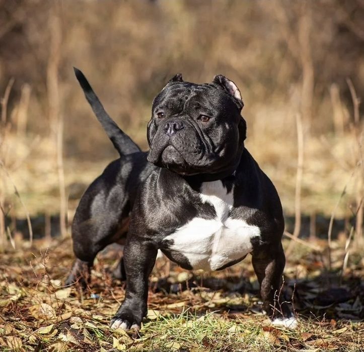 Детки американ булли 2мес. Abkc.