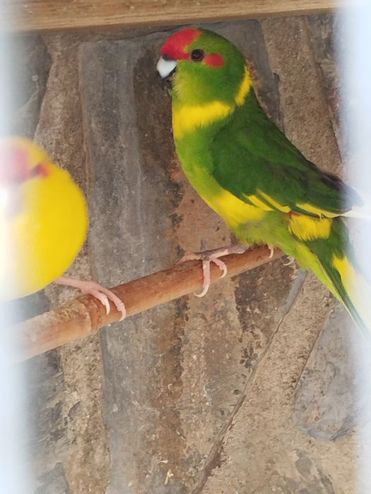 Kakarikis prontos a criar