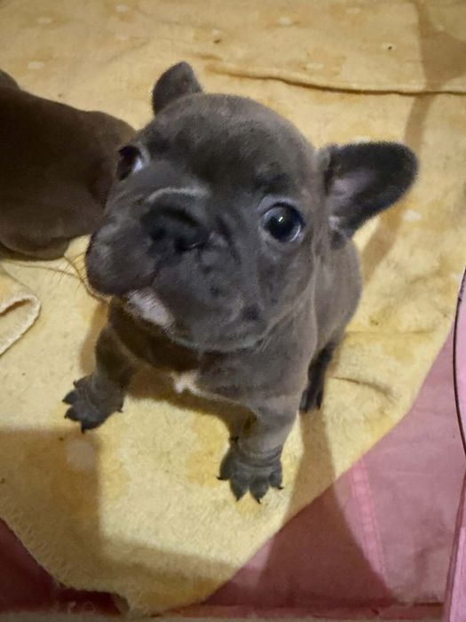 Bulldog francês macho blue