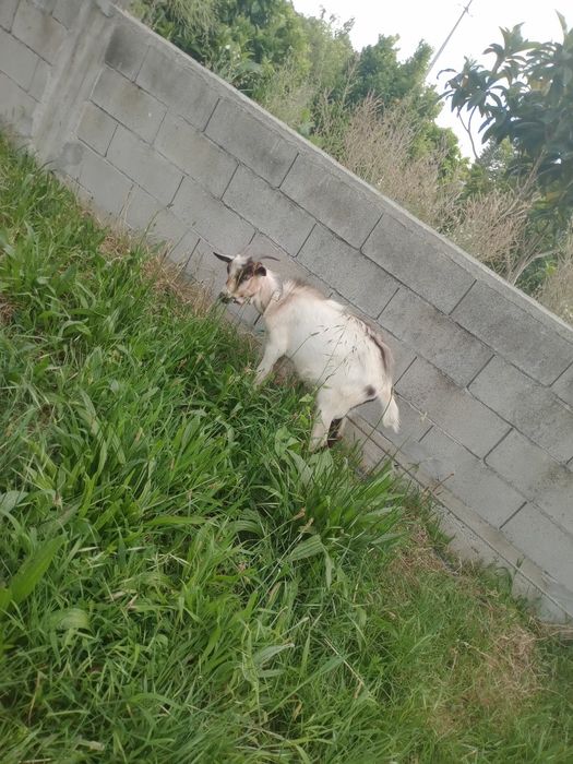 Cabrito macho 6 meses