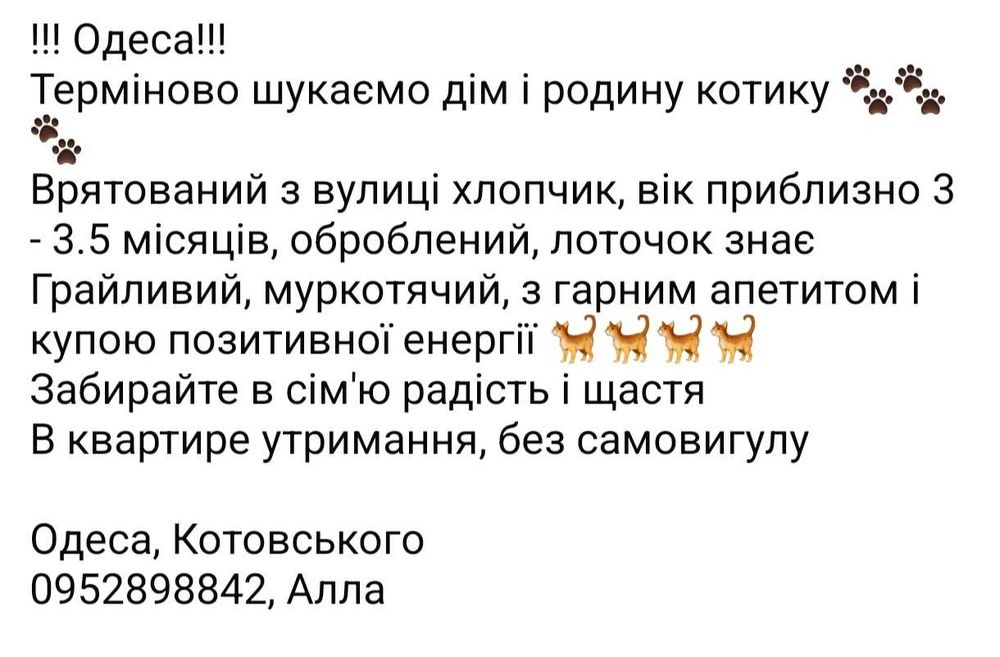 Котик, безкоштовно