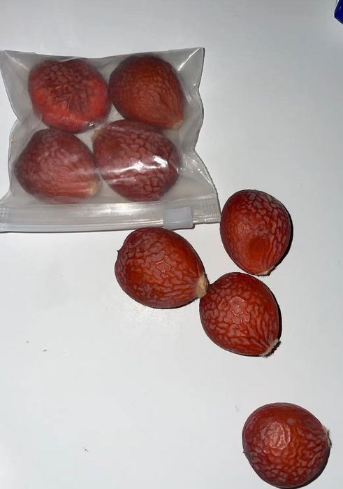 Nasiona cycas revoluta