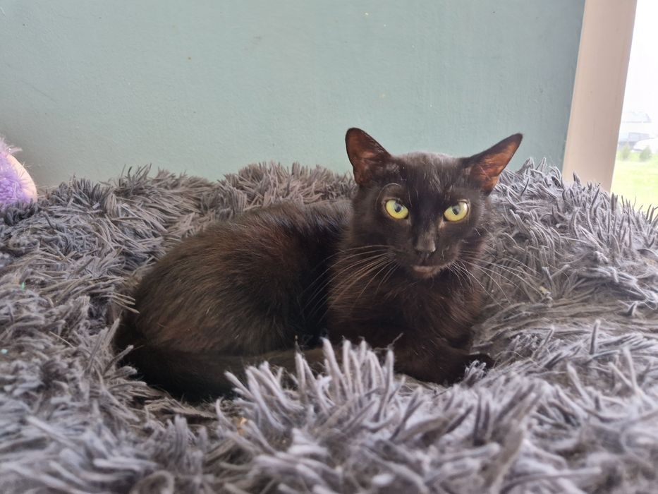 Gabrysia spokojna kotka