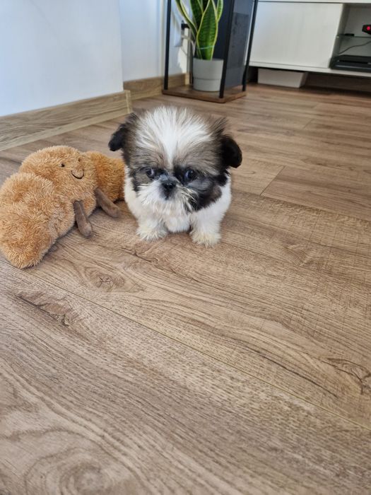 Mini suczka Shih tzu