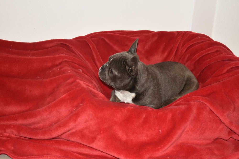 Buldog francuski szczenię blue - PEPPA 4 miesiące aktualna