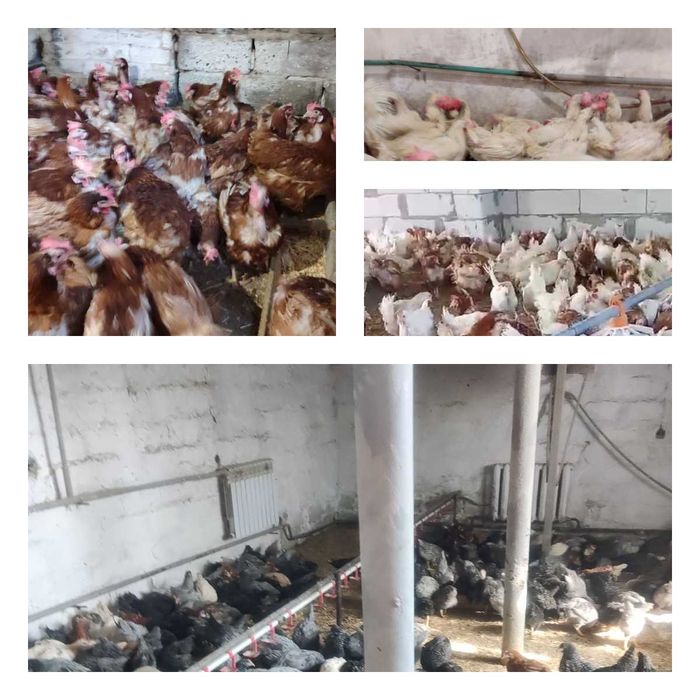 Продам кури несушки! Доставка безкоштовна. Красноград!