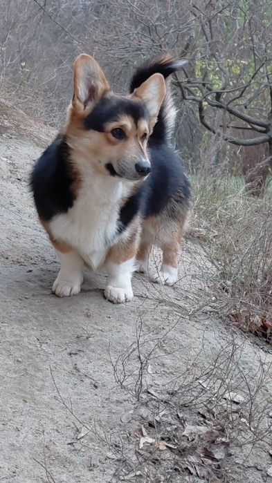 Підросший хлопчик пемброк розплідник