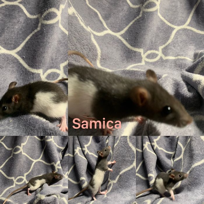 Szczury dumbo - samice