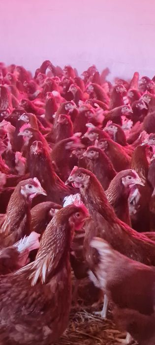 Kury nioski z jajkami młode ROSA kolorowe 25 tyg. od PRODUCENTA