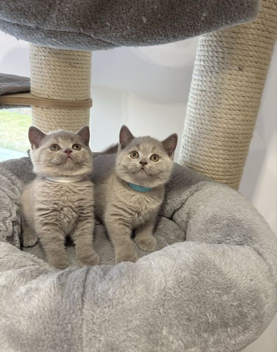 Kocurek brytyjski krótkowłosy liliowy