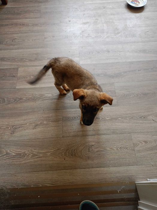 Віддам собачку,хлопчик,три місяці,прививка зроблена,дам корму на рік