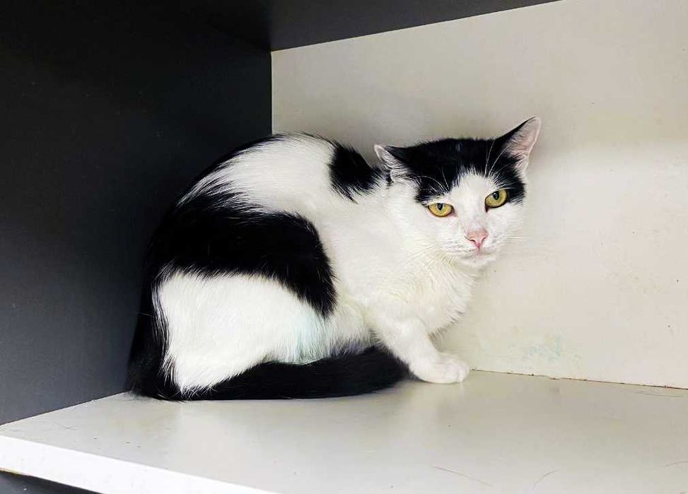 Кішечка, кішка, котуся Брошка (1 р.) – терміново додому!