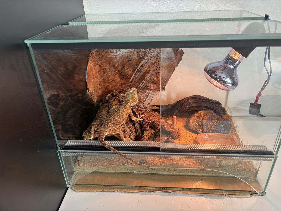 REZERWACJA Agama brodata i terrarium