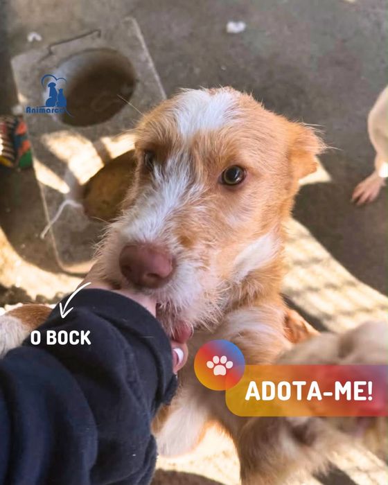 Bock - cachorro para adoção