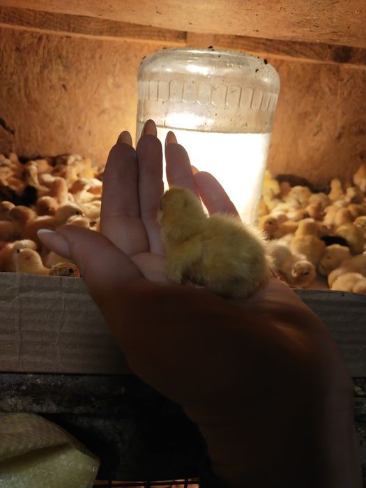 Перепелята суточні та підрощені