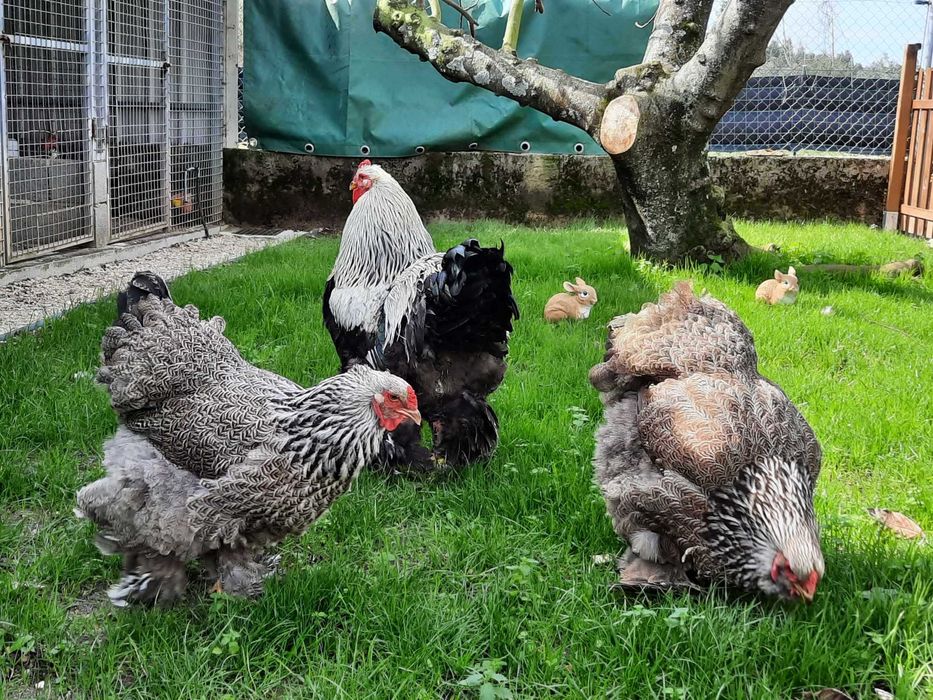 Brahmas: Isabella, Buff, Dark, Perdiz, Light e BSO