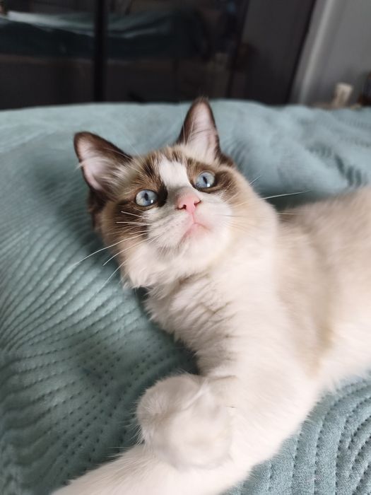 Ragdoll kotka rodowód w FPL