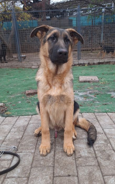 Немецкая овчарка