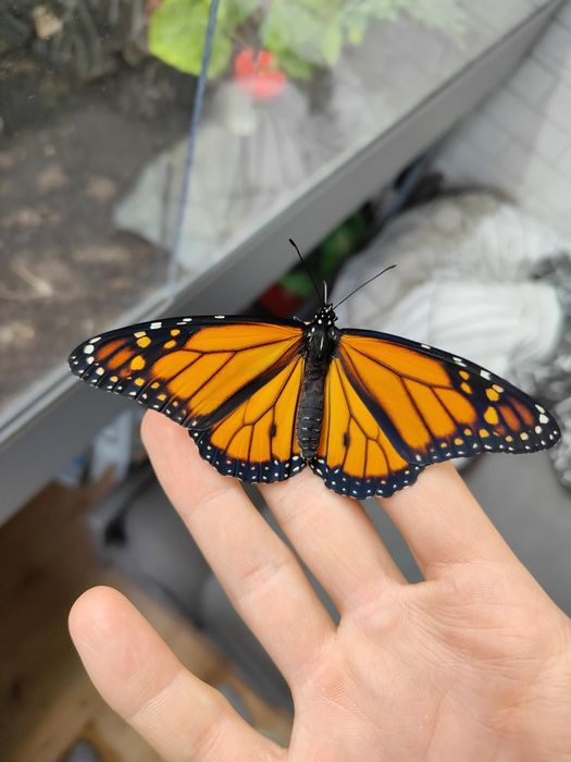 Poczwarki Danaus plexippus zestaw 10szt!, motyl Monarcha