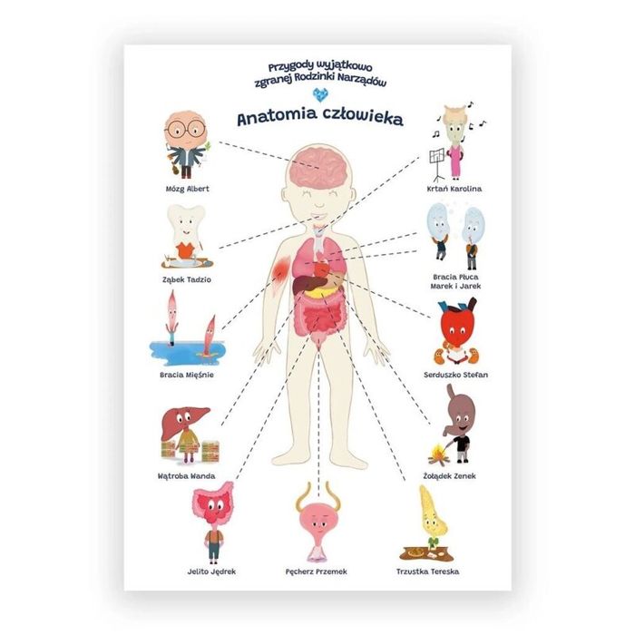 Plakat edukacyjny. Anatomia człowiek A2 Rok wydania: 2023