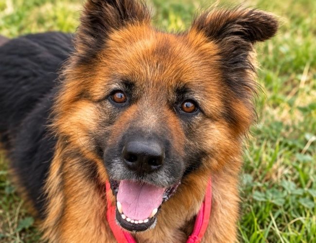 Mango do adopcji!