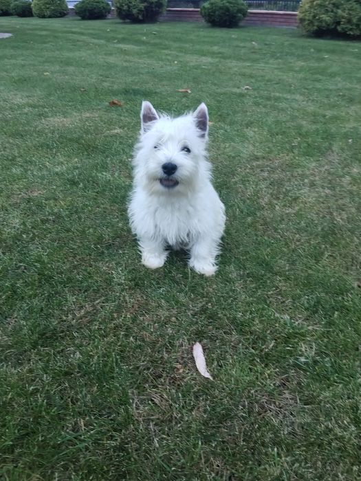 West Highland White Terrier suczka