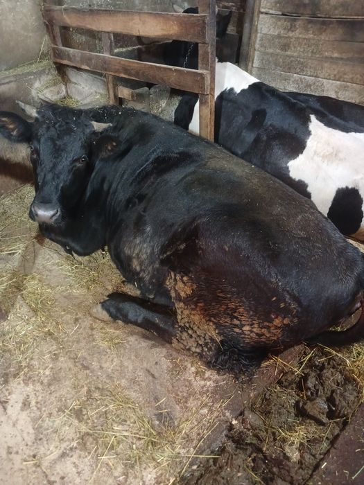 Продам тільну телицю