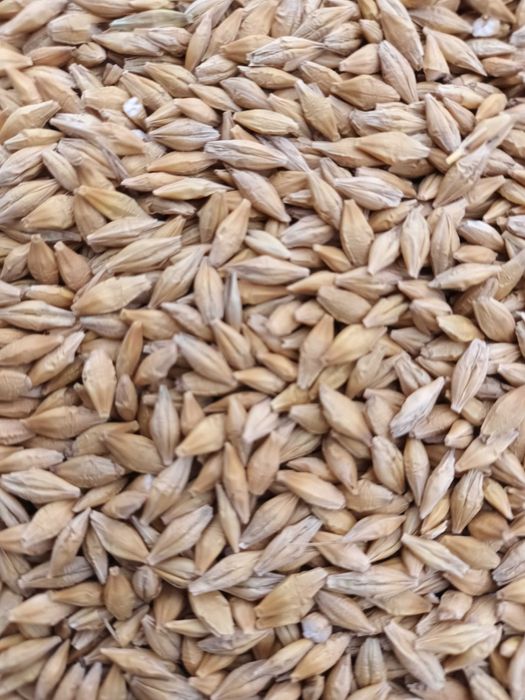 Jeczmien jary kws Haris