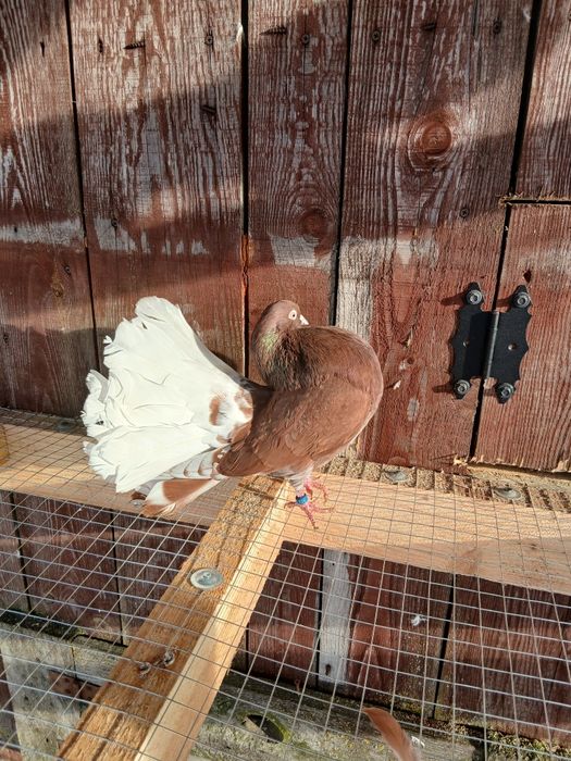 Pawiki gołębie ozdobne