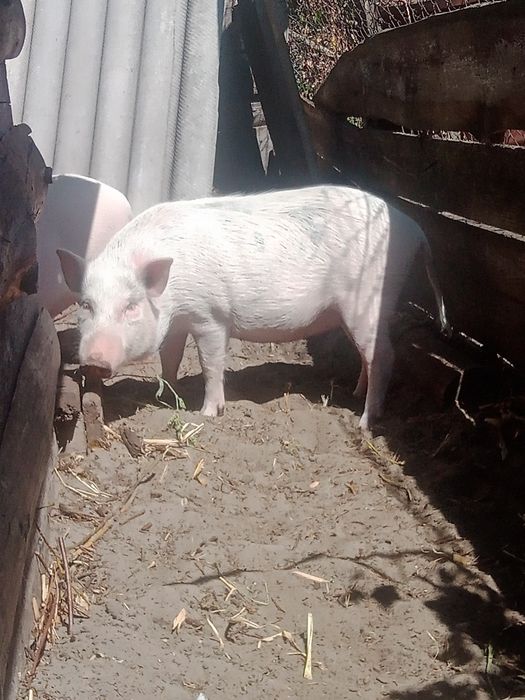 Продам в'єтнамських поросят