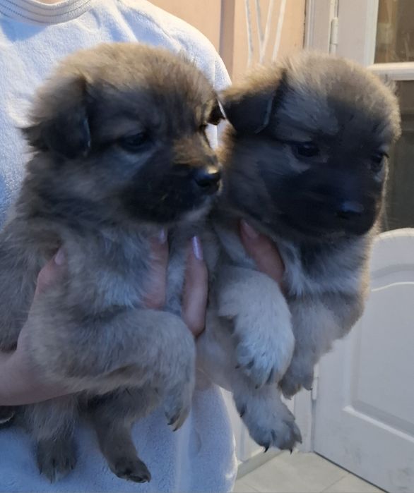 Безкоштовно віддам у хороші руки цуценят