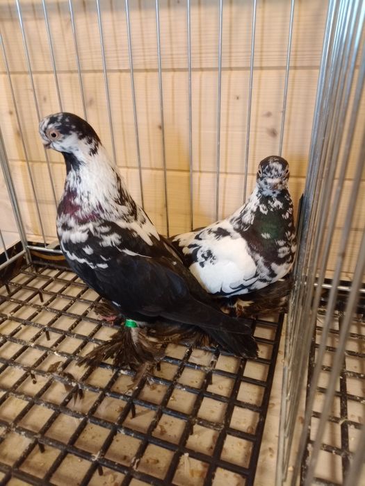 para motyli czarnych