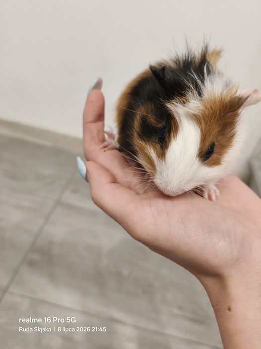 Oddam w dobre ręce malutkie 3 świnki morskie