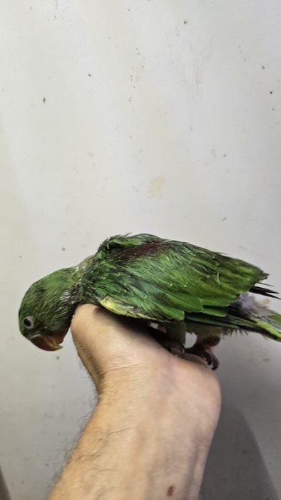 Papagaio grande alexandre