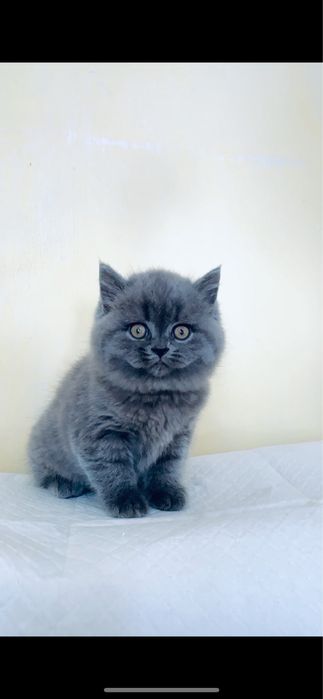 Шотландський котик страйт( кошеня)