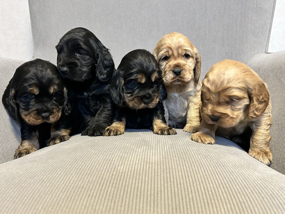 Cocker Spaniel Angielski, Szczeniaczek
